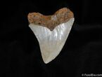 Inch Megalodon Tooth - Great Serrations and Color #106-2